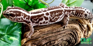 Five reasons why a exotic reptile makes the best pet!